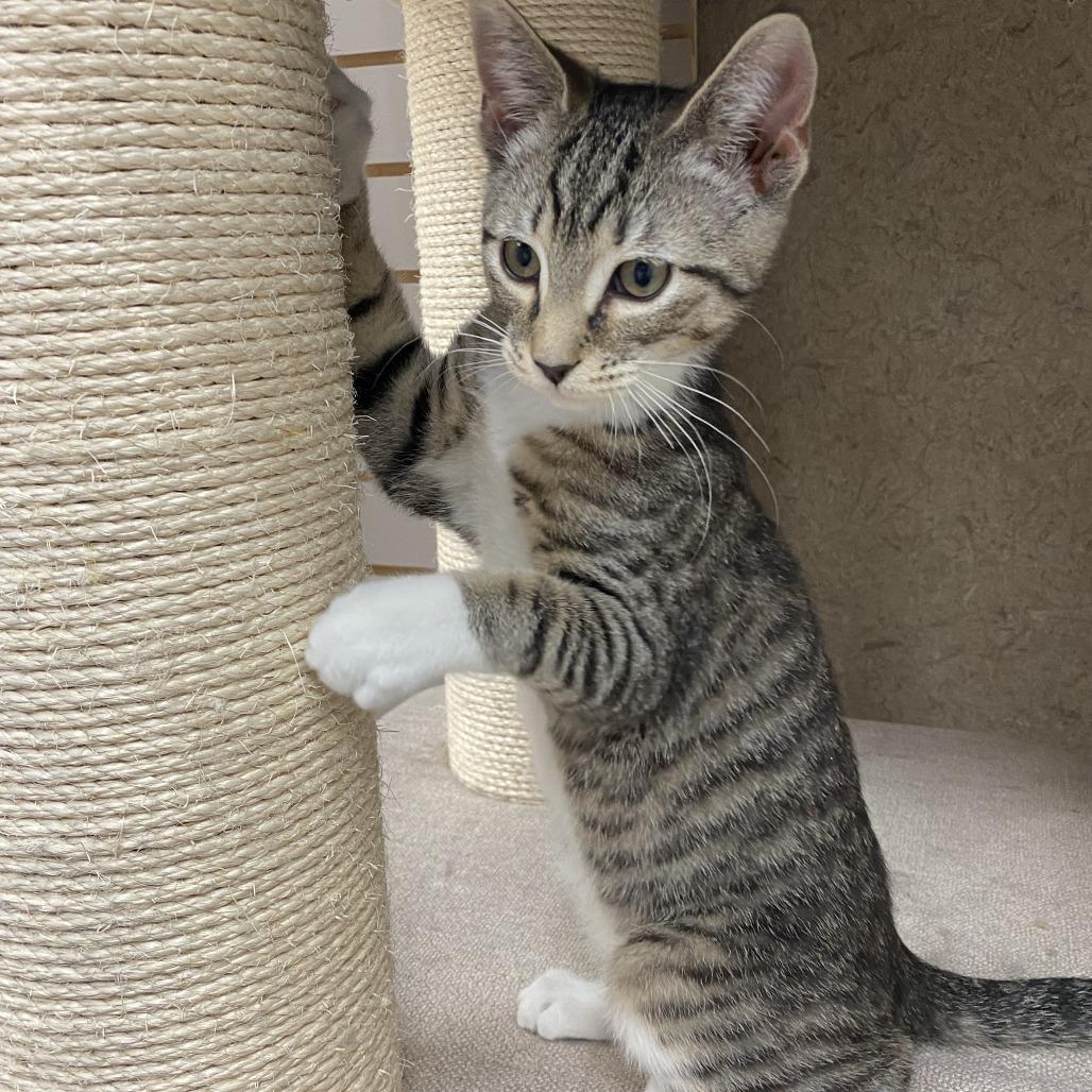 Dopey (Darling), Adoptable, Kitten Male Domestic Short Hair.