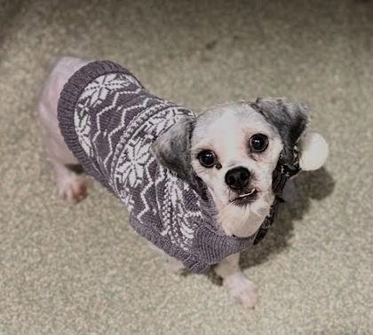 Enlarge Rocky, a Adoptable mixed breed in Washington, DC image 1/3