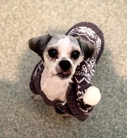 Enlarge Rocky, a Adoptable mixed breed in Washington, DC image 2/3