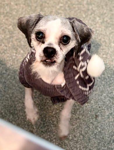 Enlarge Rocky, a Adoptable mixed breed in Washington, DC image 3/3