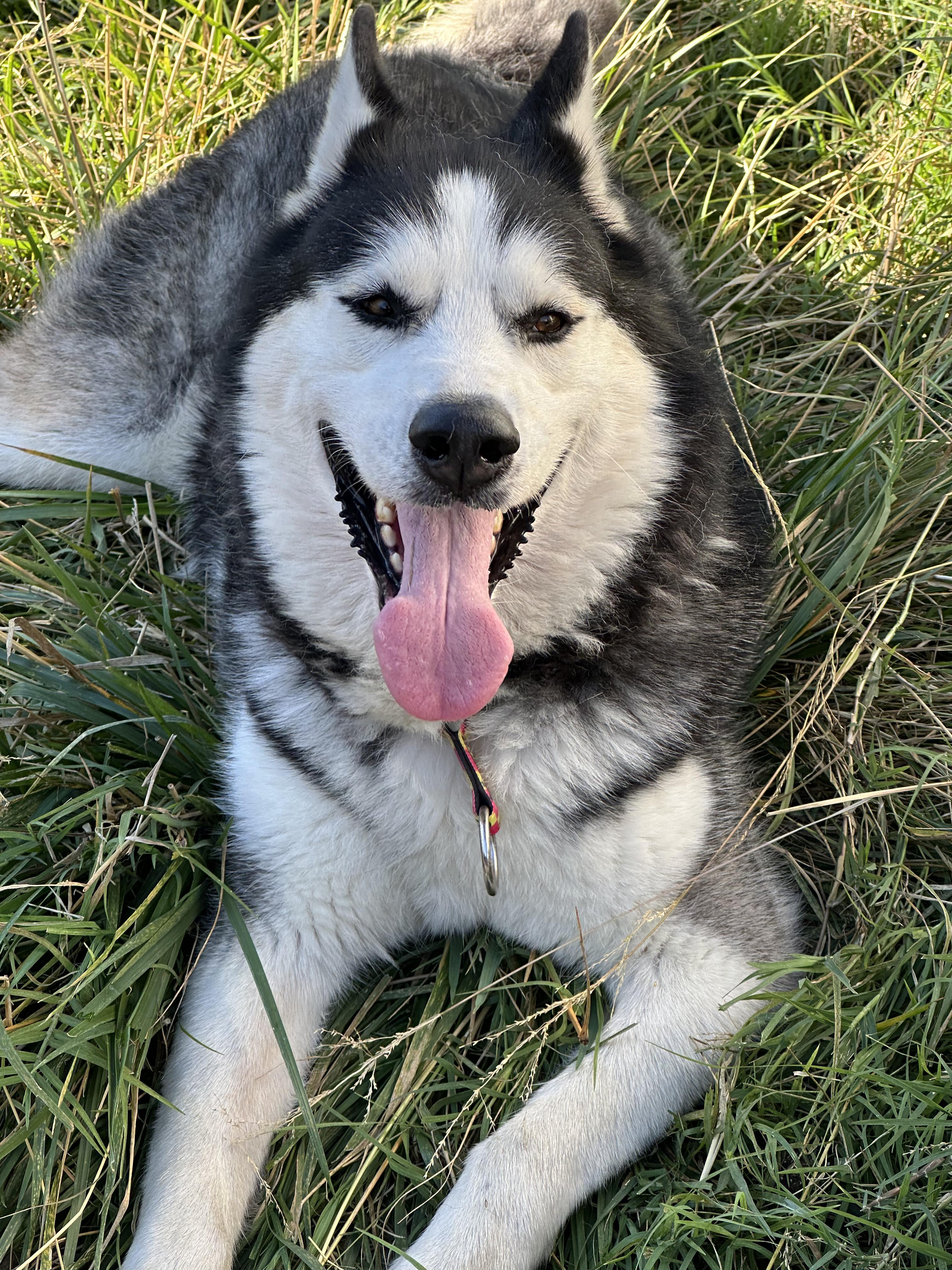 William, a Adoptable mixed breed in Campbell, CA image 2/6