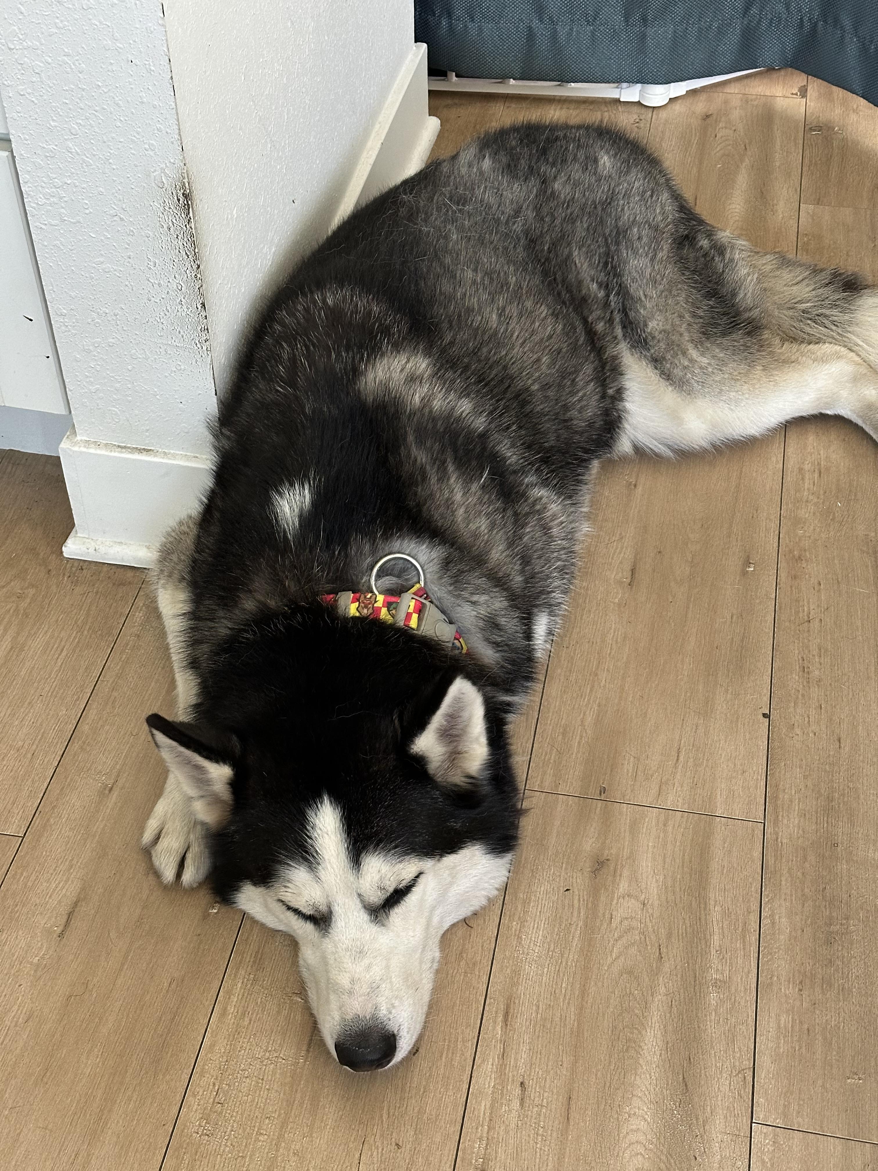 William, a Adoptable mixed breed in Campbell, CA image 4/6