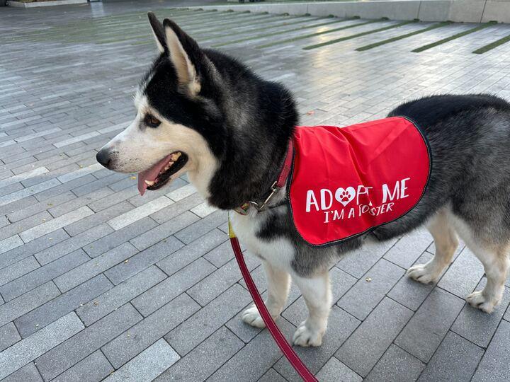 William, a Adoptable mixed breed in Campbell, CA image 3/6