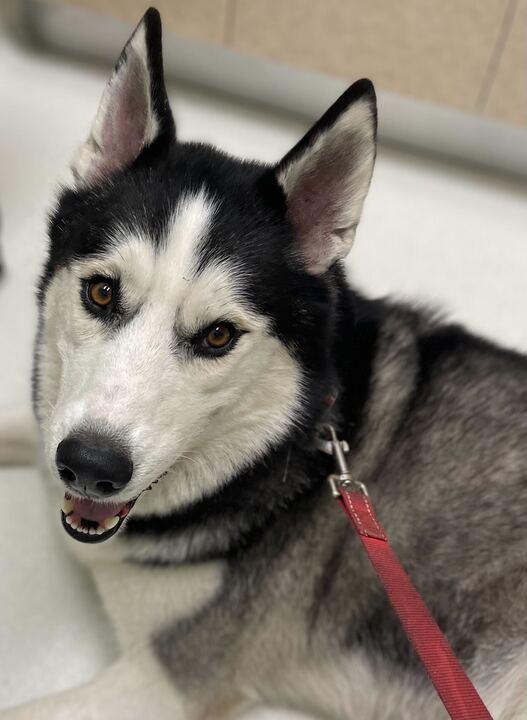 William, a Adoptable mixed breed in Campbell, CA image 1/6