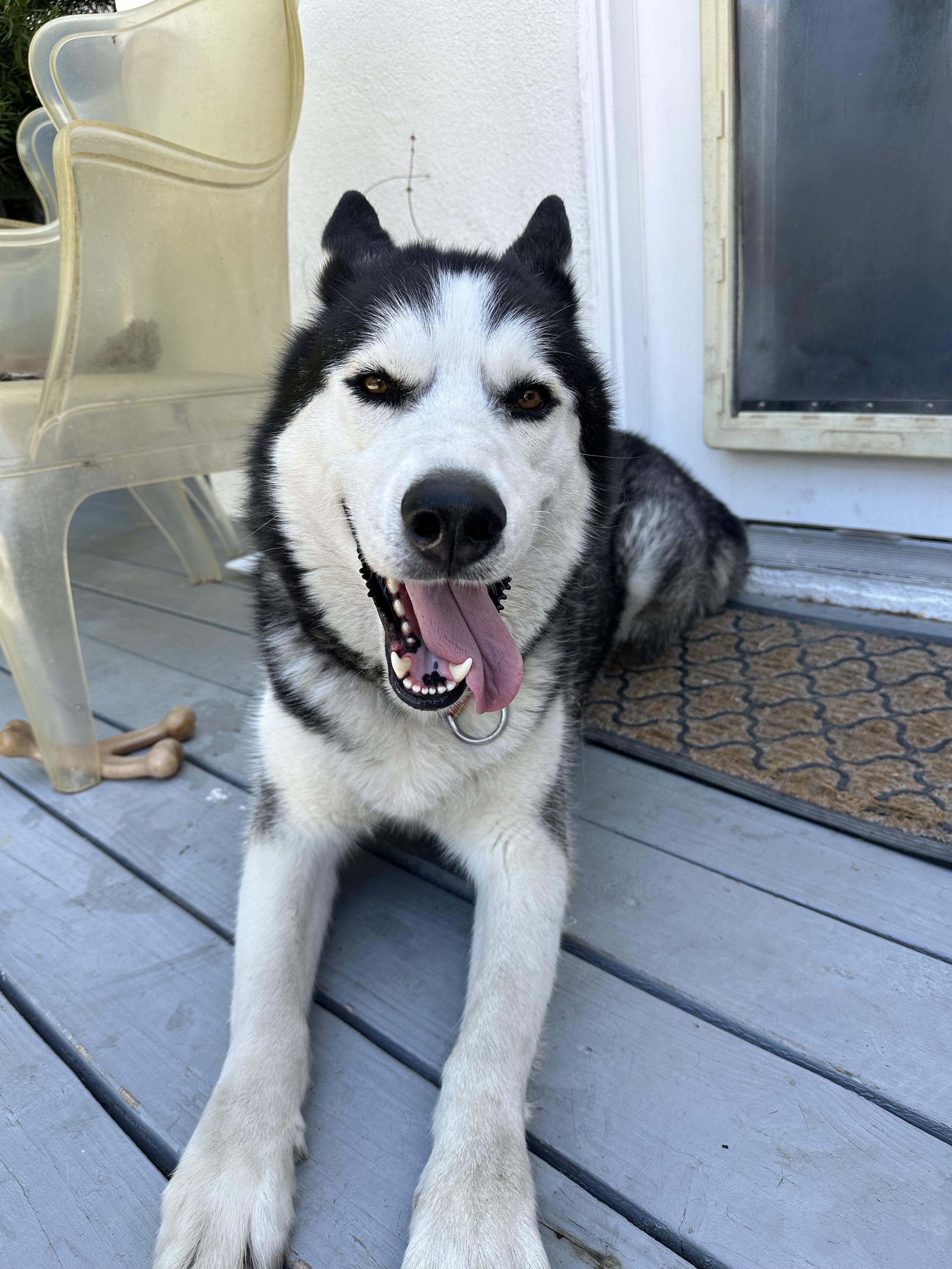 William, a Adoptable mixed breed in Campbell, CA image 6/6