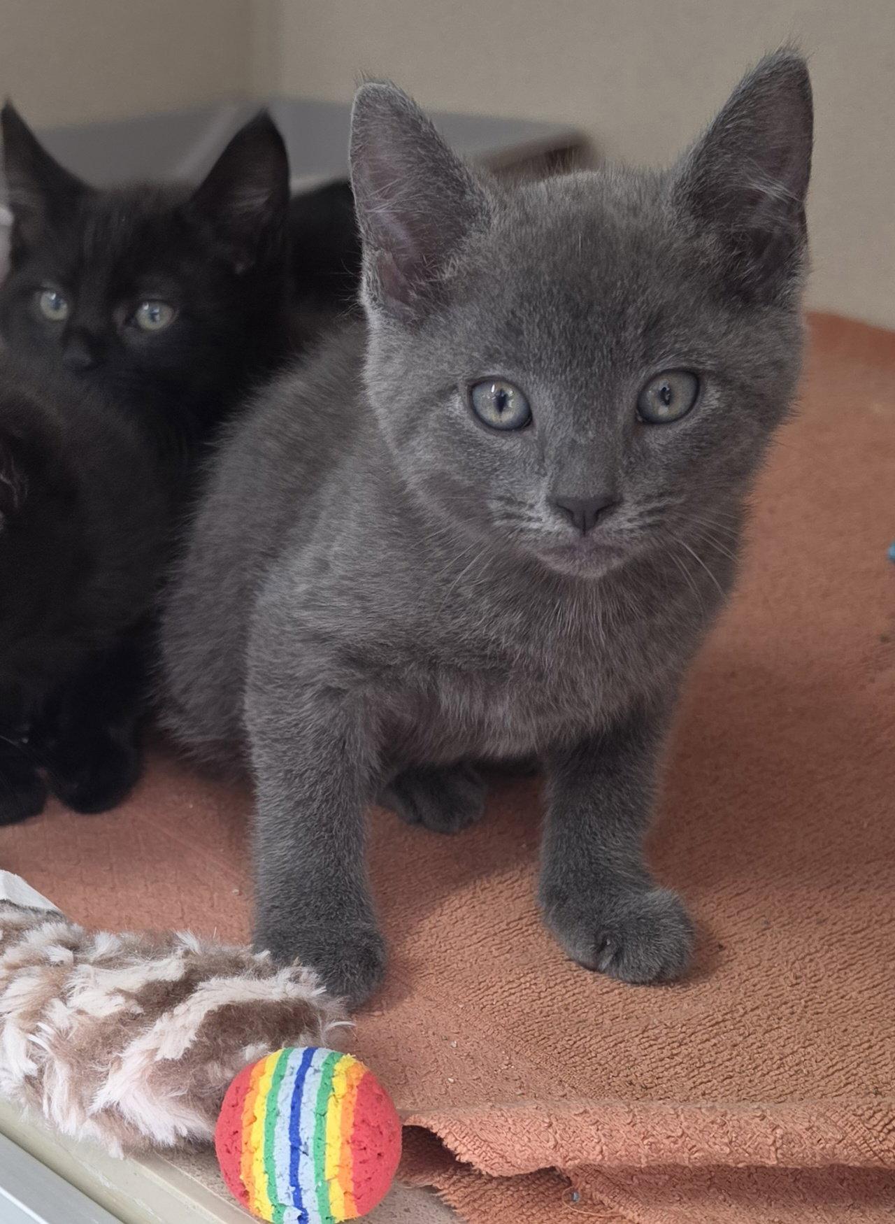 Aardvark, Adoptable, Young Male Domestic Short Hair & American Bobtail.