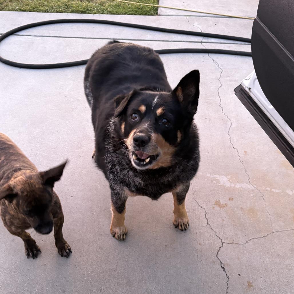 Tootsie Roll, a Adoptable Australian Cattle Dog / Blue Heeler in San Diego, CA image 1/6