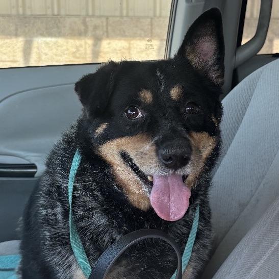 Tootsie Roll, Adoptable, Senior Female Australian Cattle Dog / Blue Heeler.