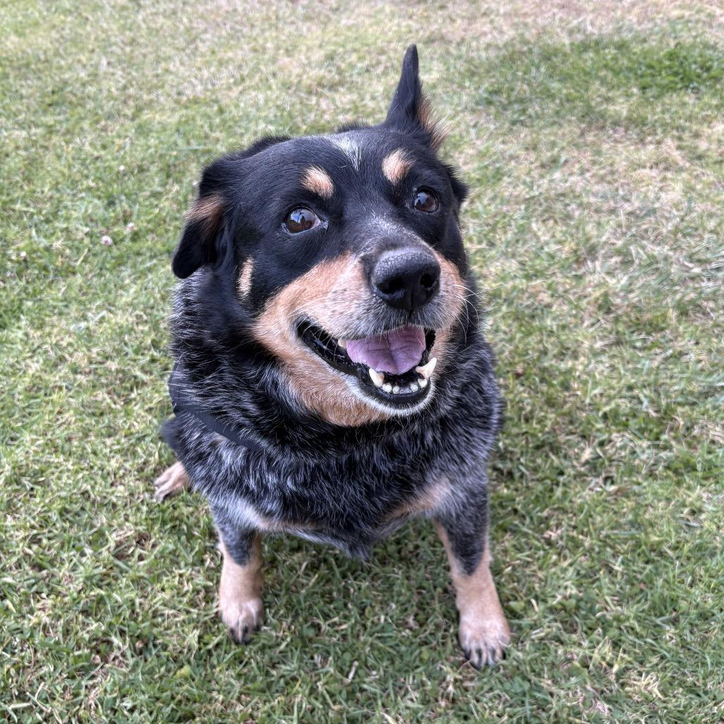 Tootsie Roll, a Adoptable Australian Cattle Dog / Blue Heeler in San Diego, CA image 3/6