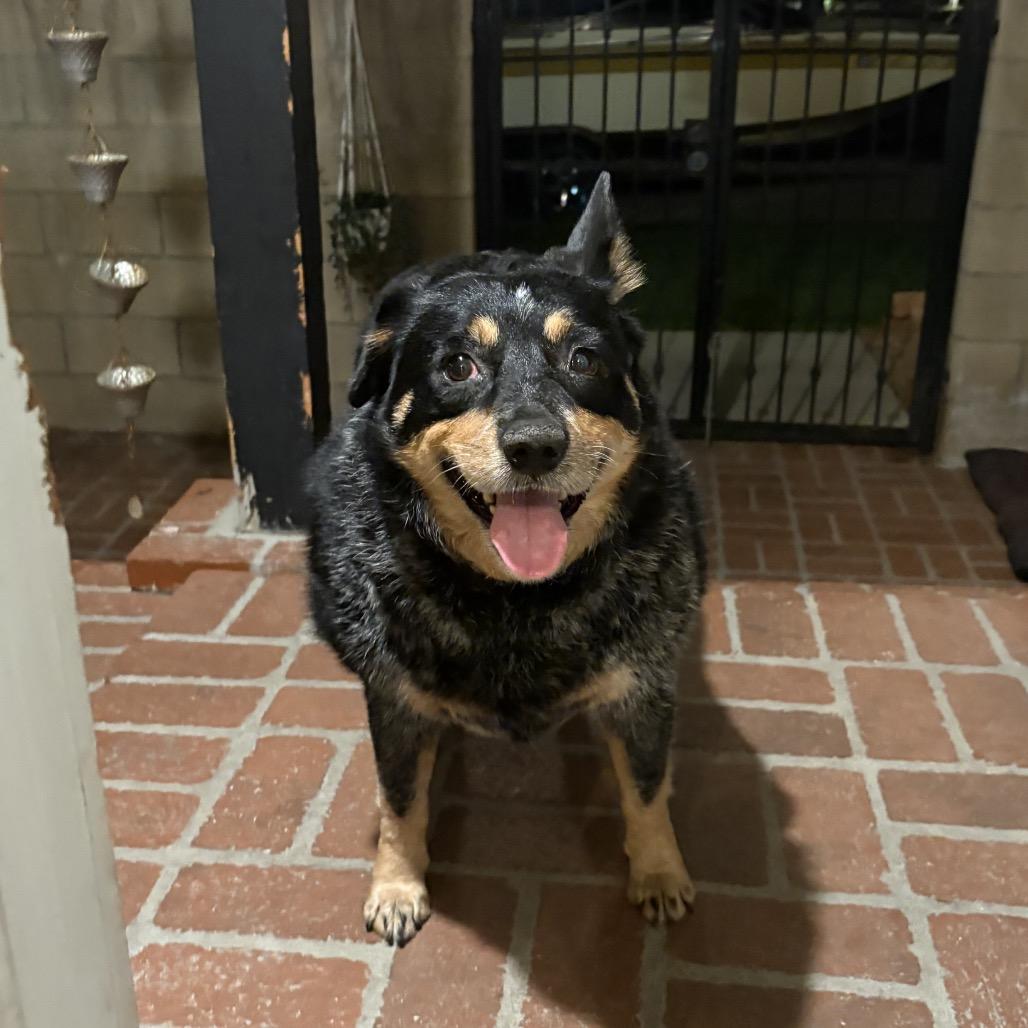 Tootsie Roll, a Adoptable Australian Cattle Dog / Blue Heeler in San Diego, CA image 4/6