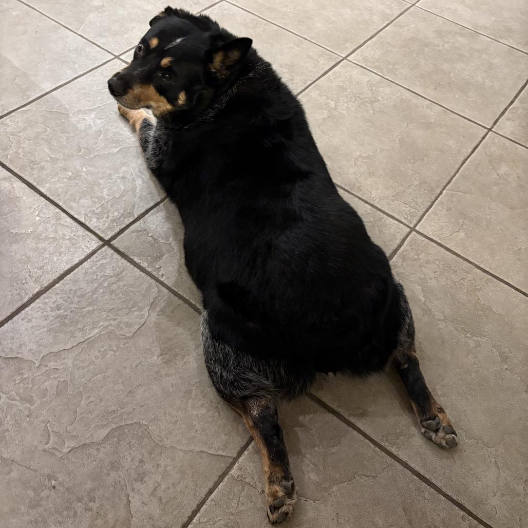 Tootsie Roll, a Adoptable Australian Cattle Dog / Blue Heeler in San Diego, CA image 5/6
