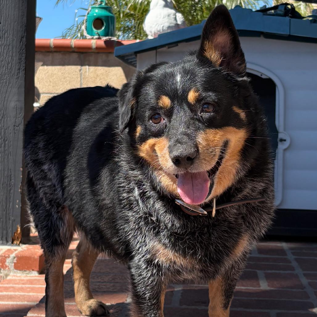 Tootsie Roll, a Adoptable Australian Cattle Dog / Blue Heeler in San Diego, CA image 6/6