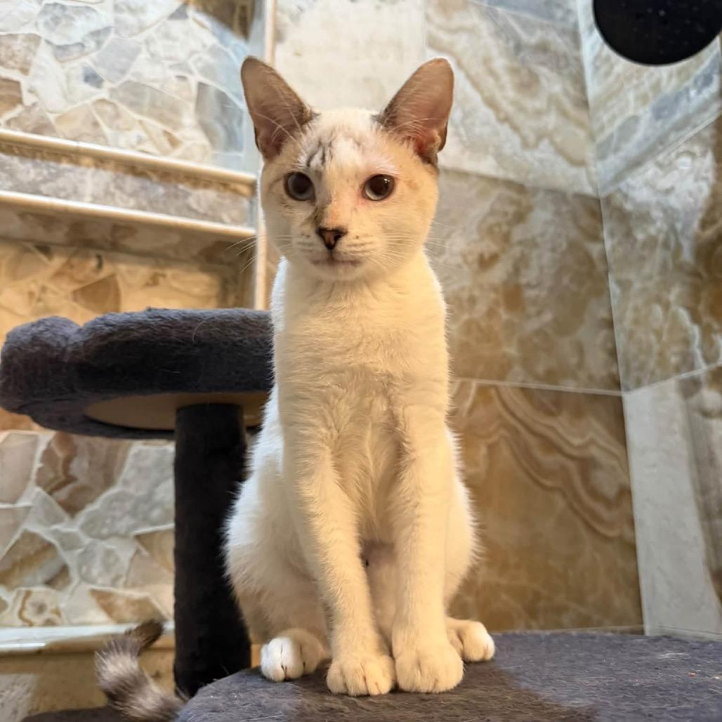 Enlarge Casper, a Adoptable American Shorthair in Bessemer, AL image 1/5