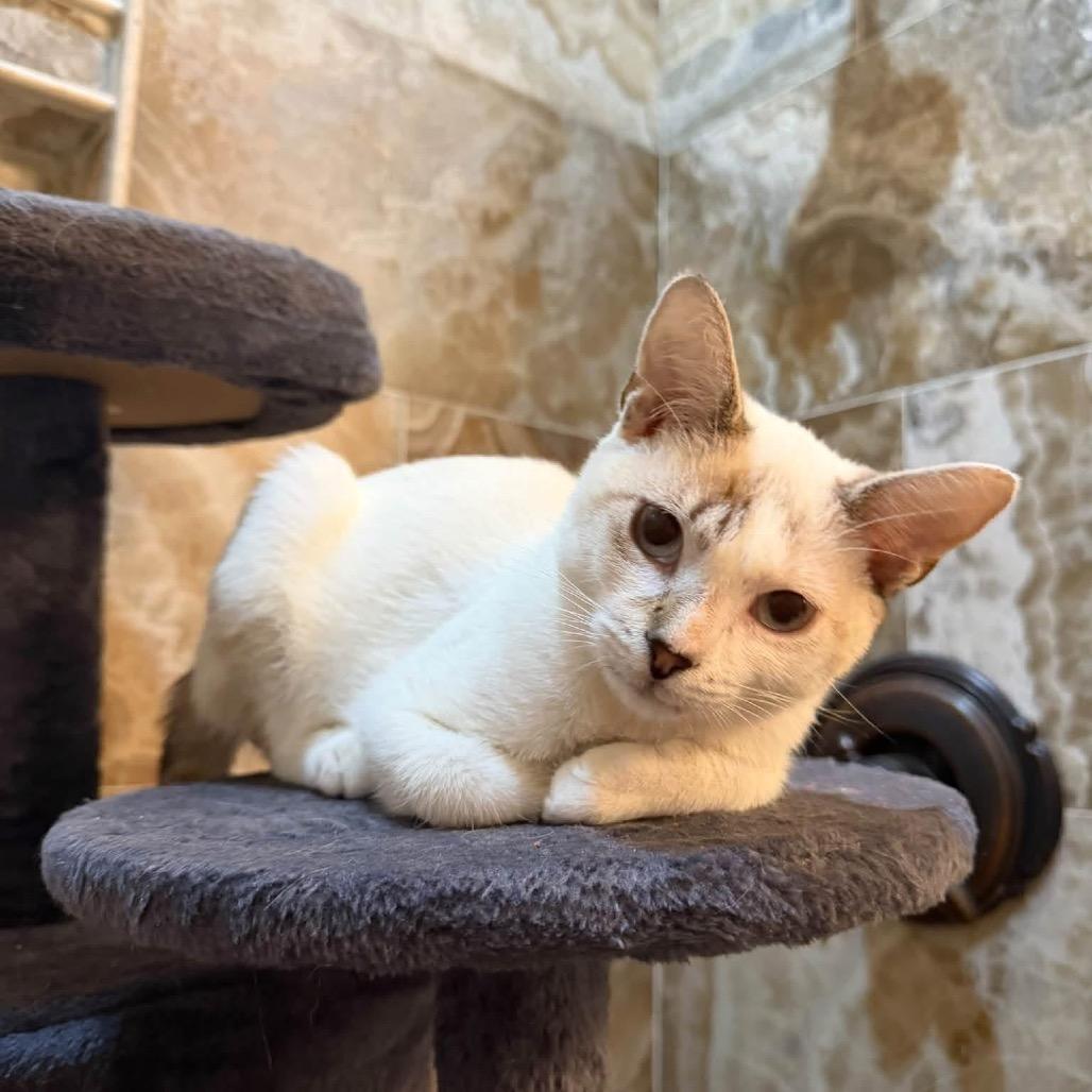 Enlarge Casper, a Adoptable American Shorthair in Bessemer, AL image 2/5