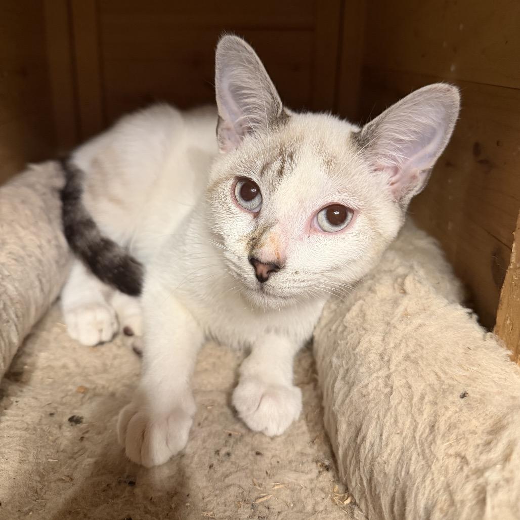 Enlarge Casper, a Adoptable American Shorthair in Bessemer, AL image 3/5
