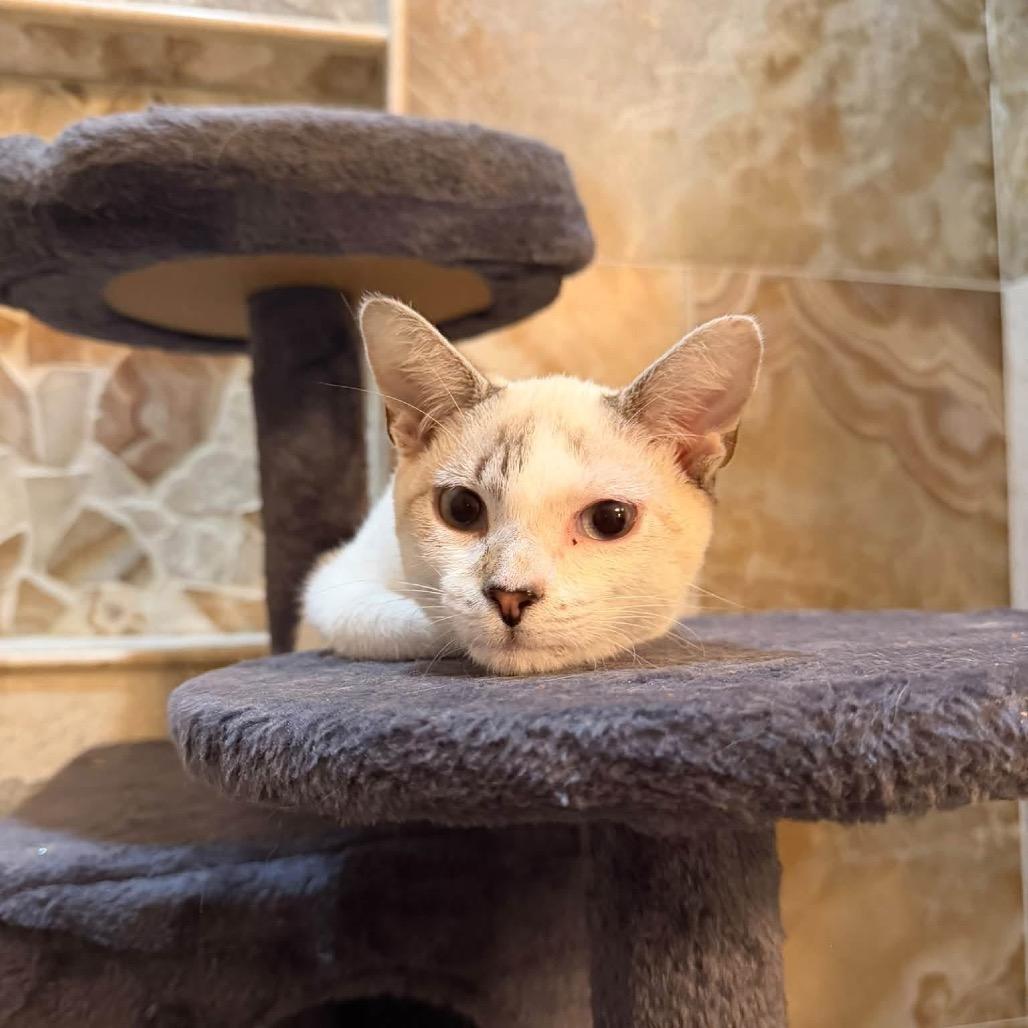 Enlarge Casper, a Adoptable American Shorthair in Bessemer, AL image 4/5