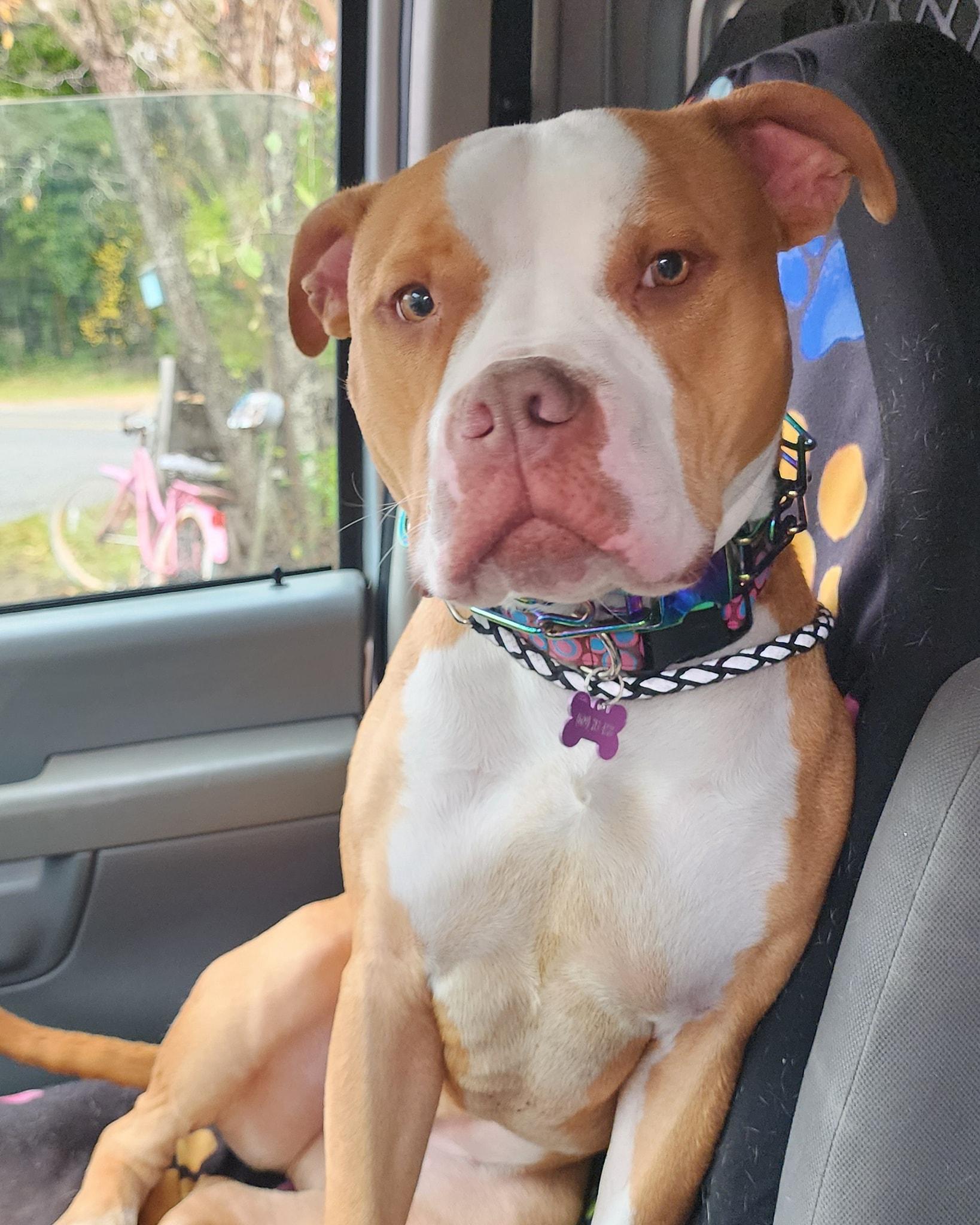 Maya, Adoptable, Young Female Bull Terrier.