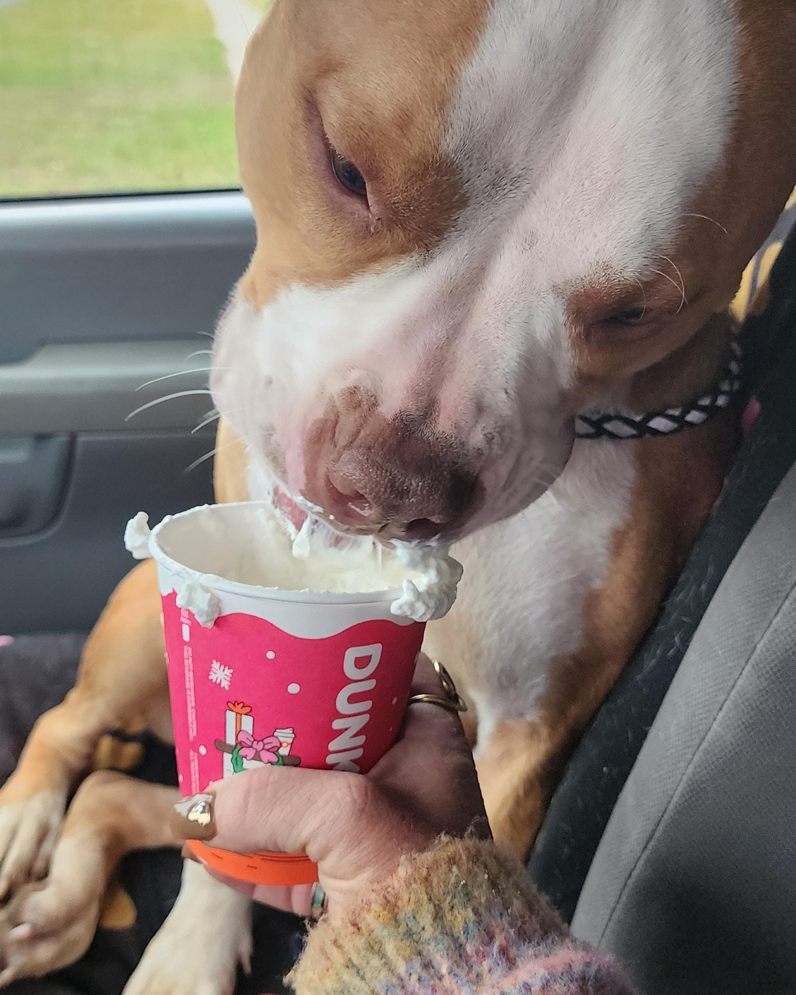 Maya, a Adoptable mixed breed in Egg Harbor City, NJ image 5/5