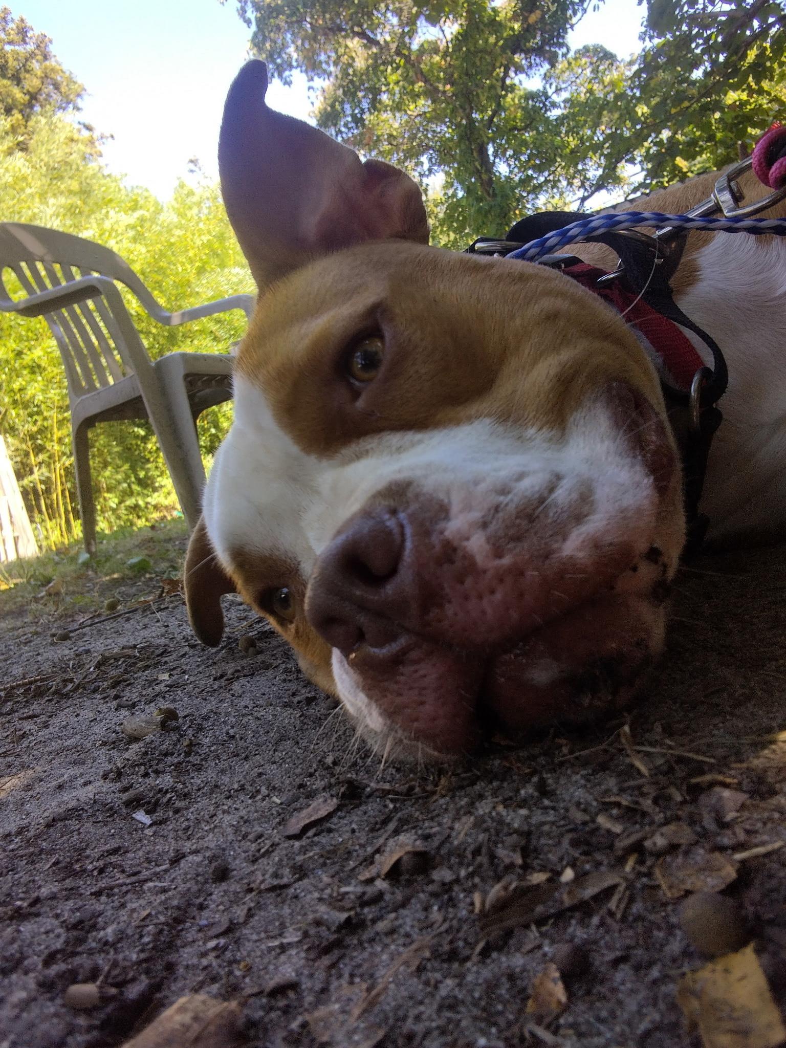 Maya, a Adoptable mixed breed in Egg Harbor City, NJ image 3/5