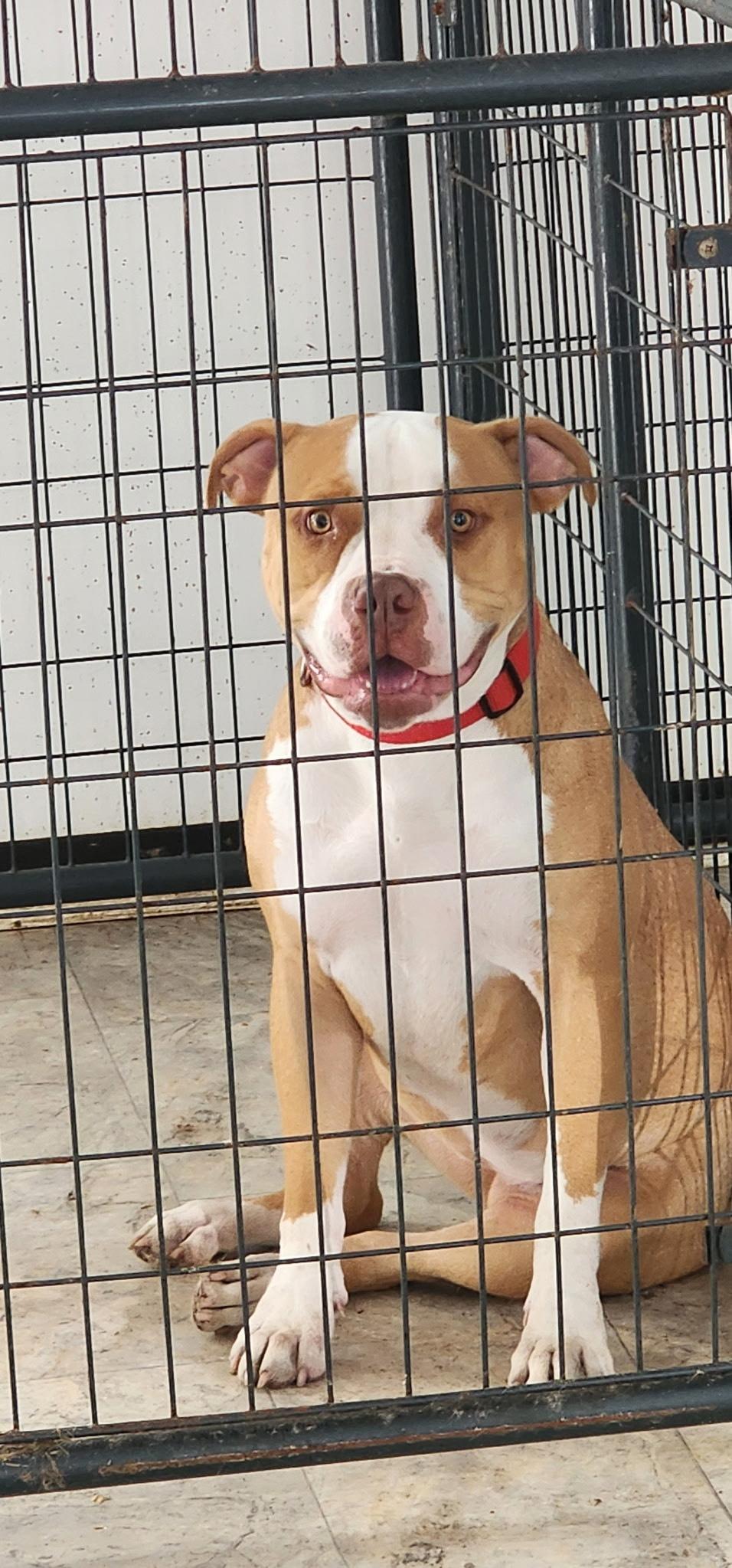 Maya, a Adoptable mixed breed in Egg Harbor City, NJ image 4/5