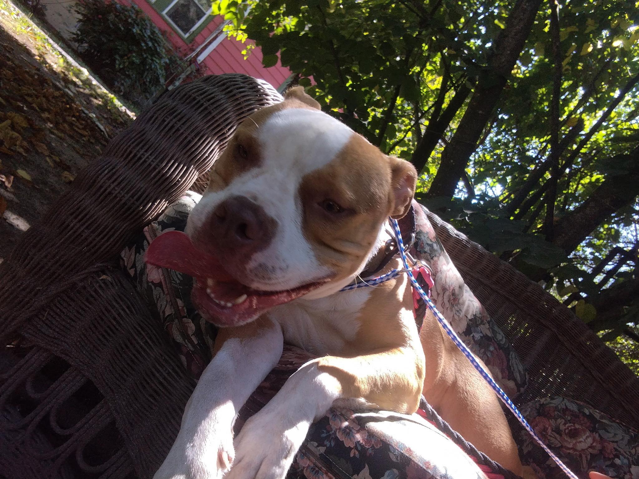 Maya, a Adoptable mixed breed in Egg Harbor City, NJ image 2/5