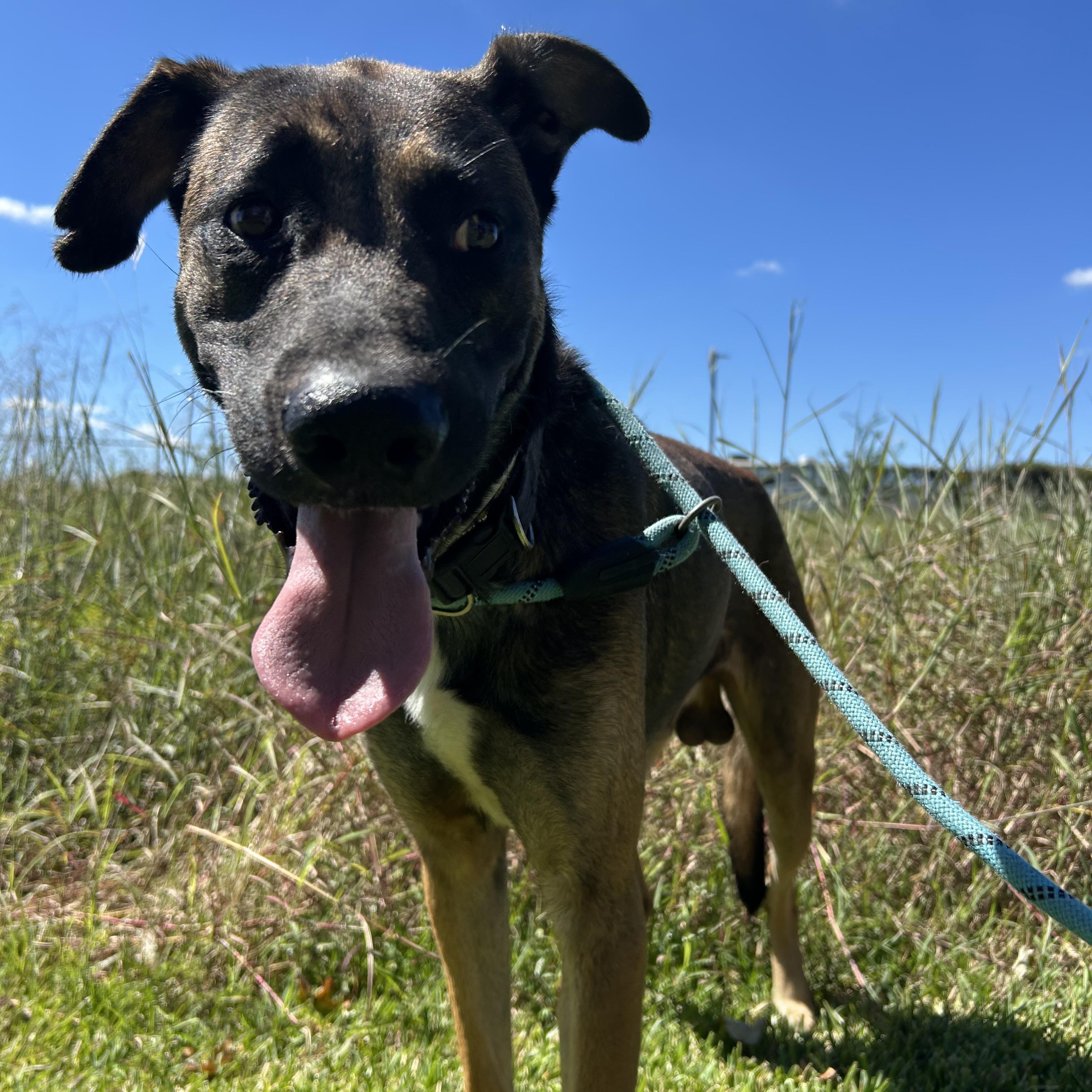 Enlarge Raider, a Adoptable mixed breed in Danbury, CT image 3/5