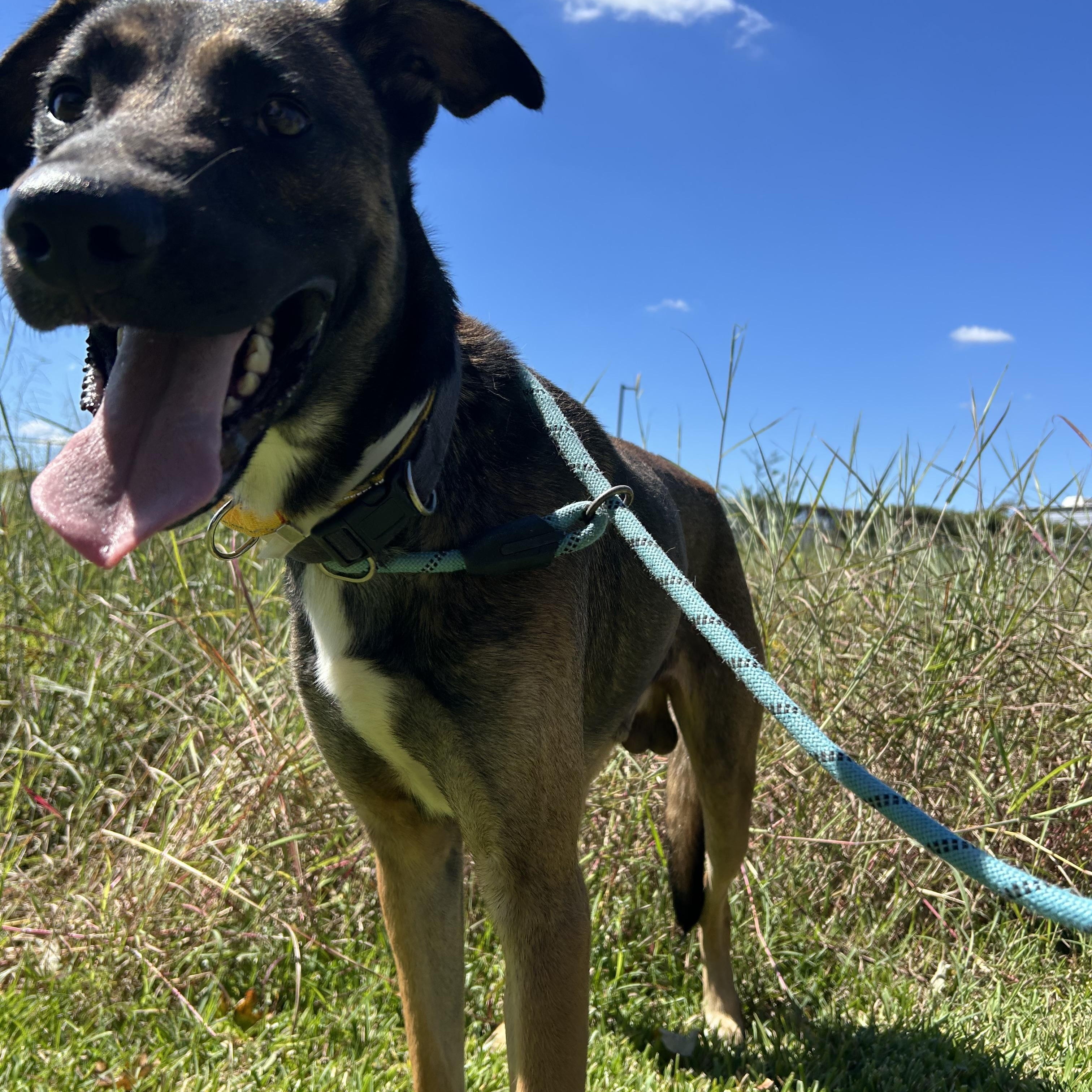 Raider, Adoptable, Adult Male Belgian Shepherd / Laekenois.