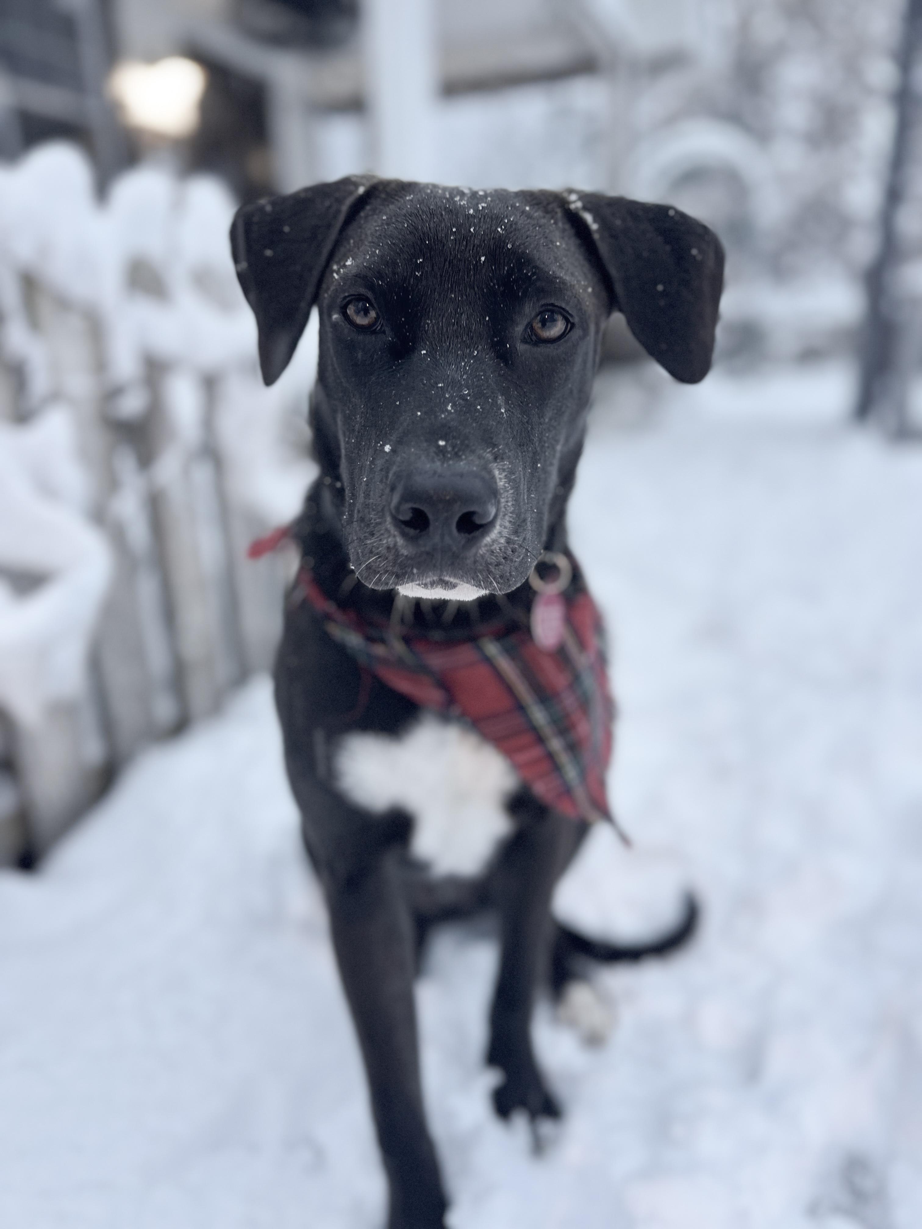 Zac, ADOPTABLE, Puppy Male Pointer & Labrador Retriever.
