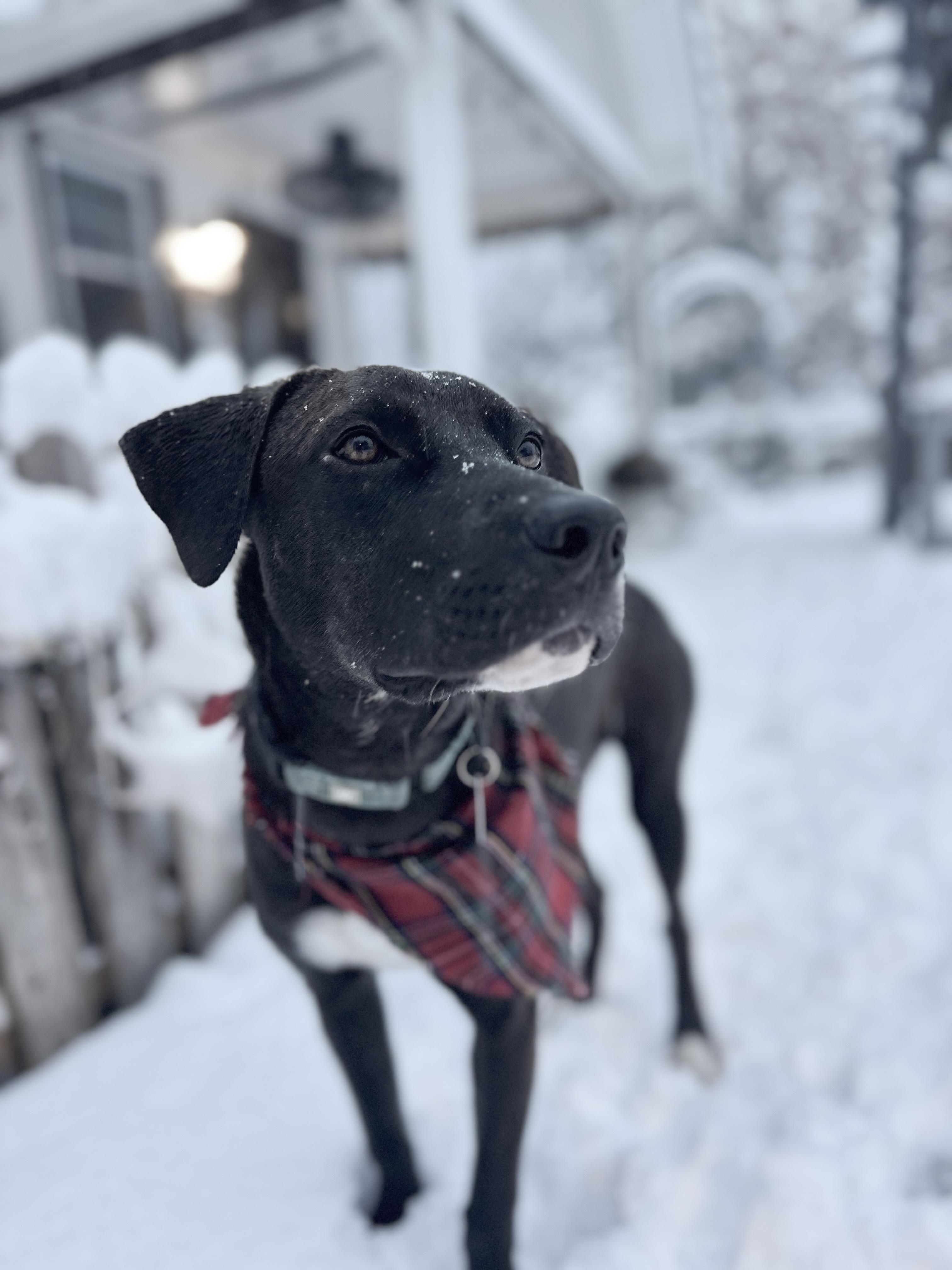 Zac, a ADOPTABLE mixed breed in Chatham, NJ image 3/6