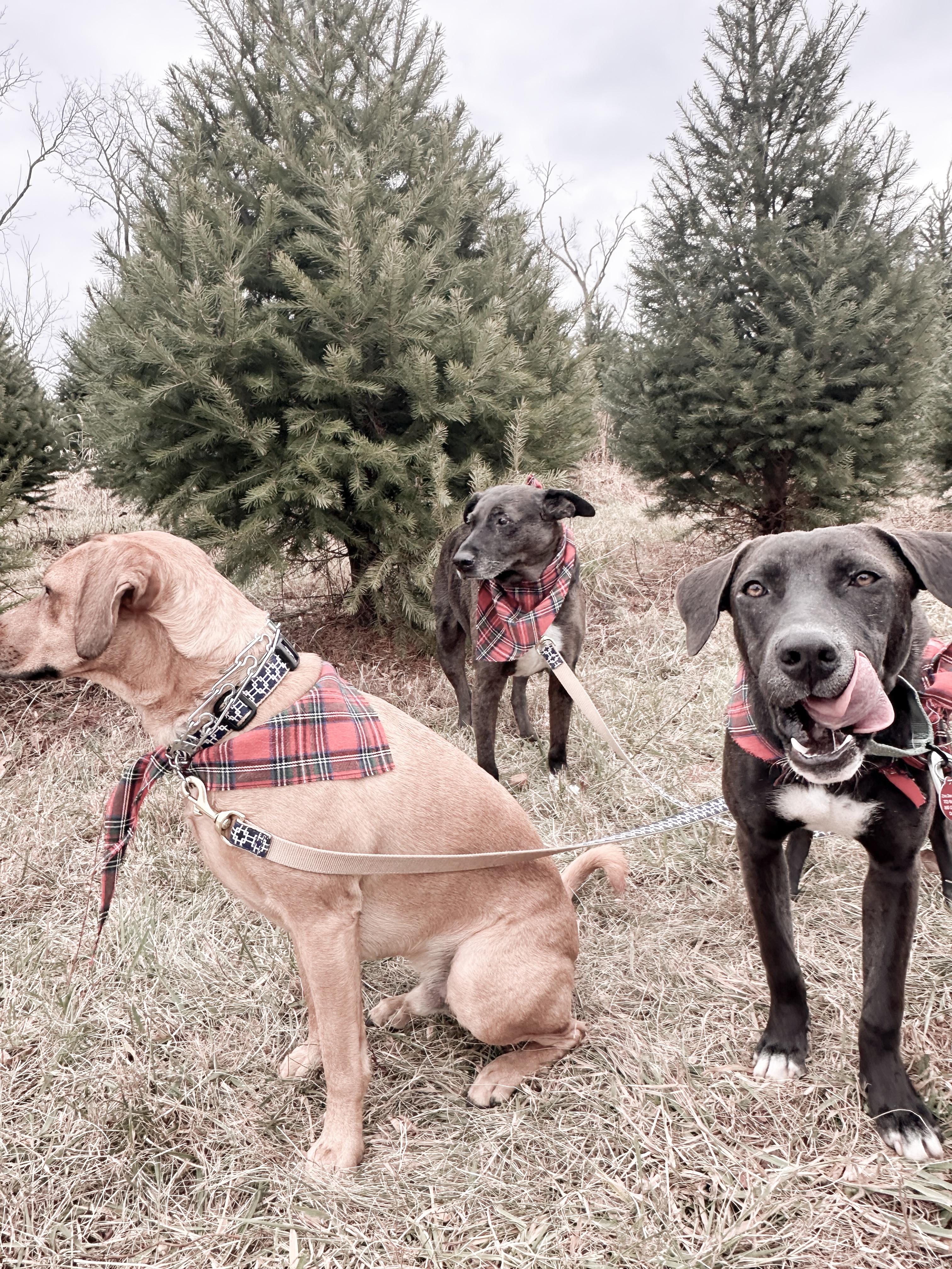 Zac, a ADOPTABLE mixed breed in Chatham, NJ image 4/6