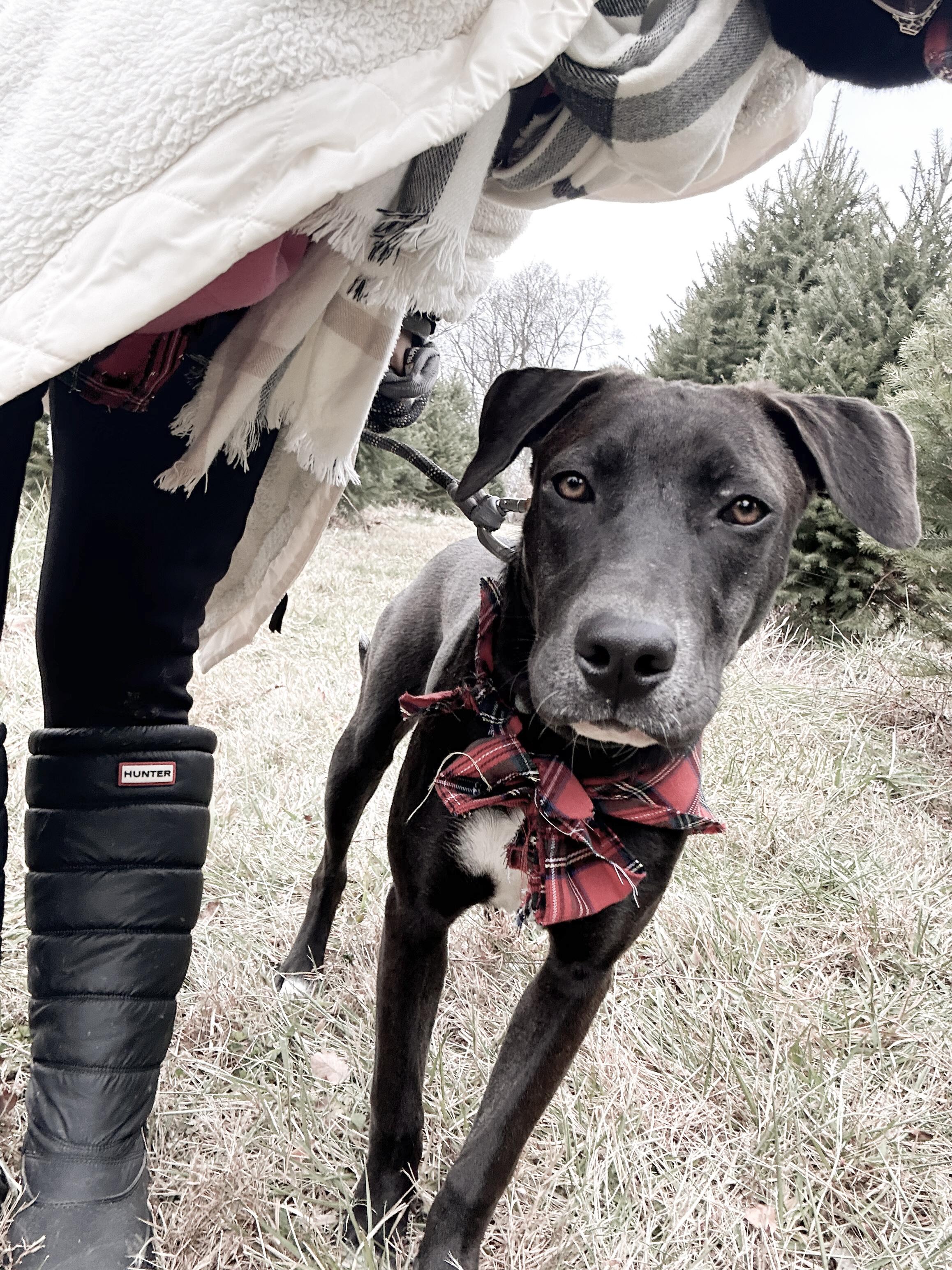 Zac, a ADOPTABLE mixed breed in Chatham, NJ image 5/6