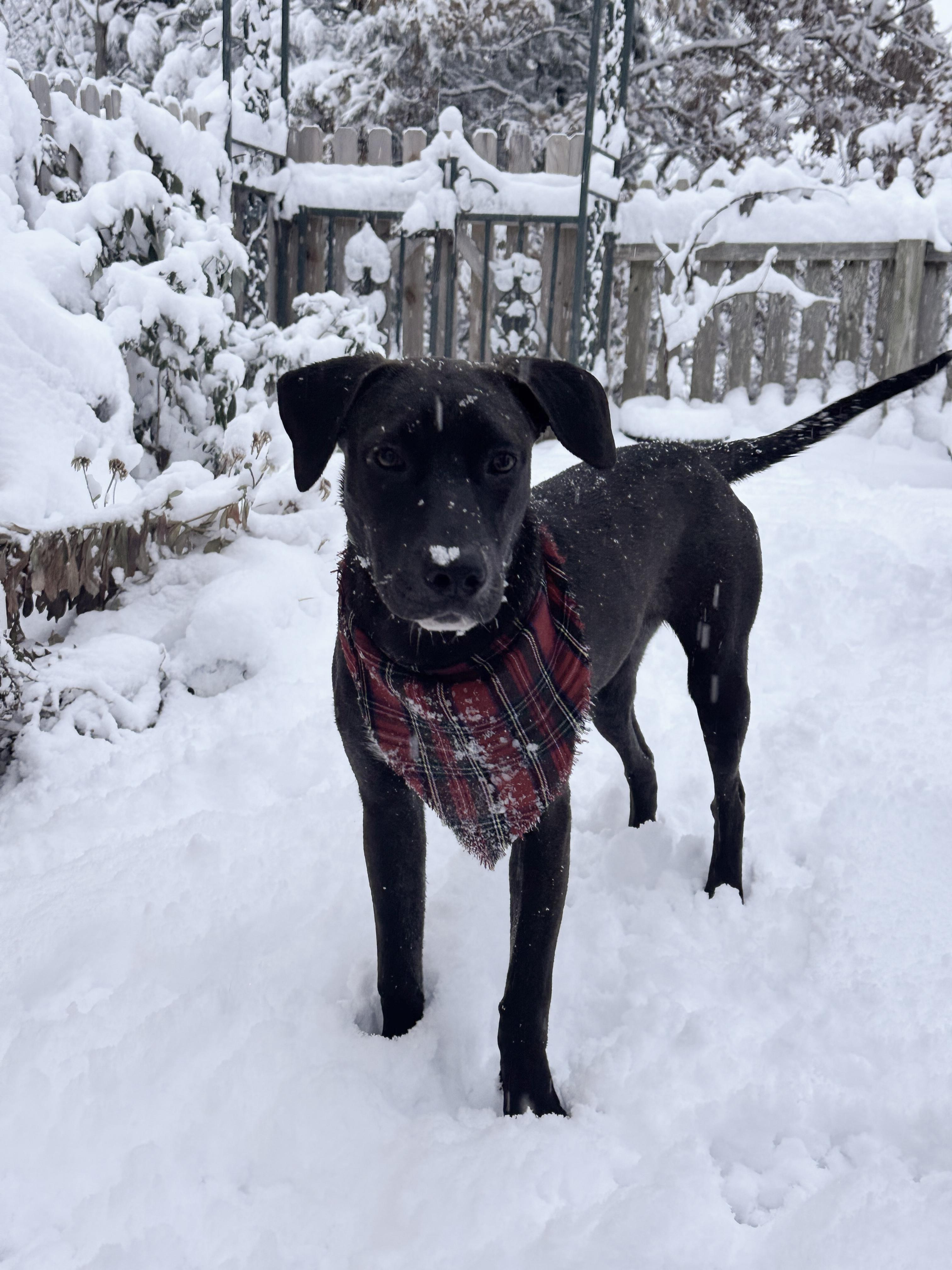 Zac, a ADOPTABLE mixed breed in Chatham, NJ image 6/6