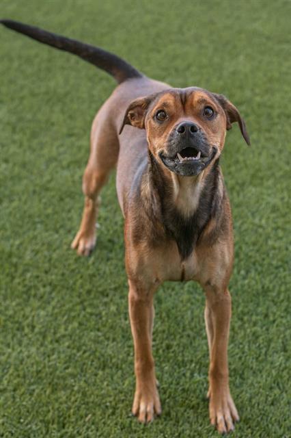PENELOPE, Adoptable, Young Female Labrador Retriever & Pit Bull Terrier.