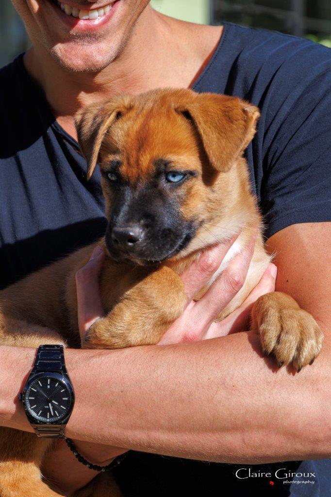 Enlarge Skyy aka Moustache, an adopted Mixed Breed in Carrollton, TX image 2/5