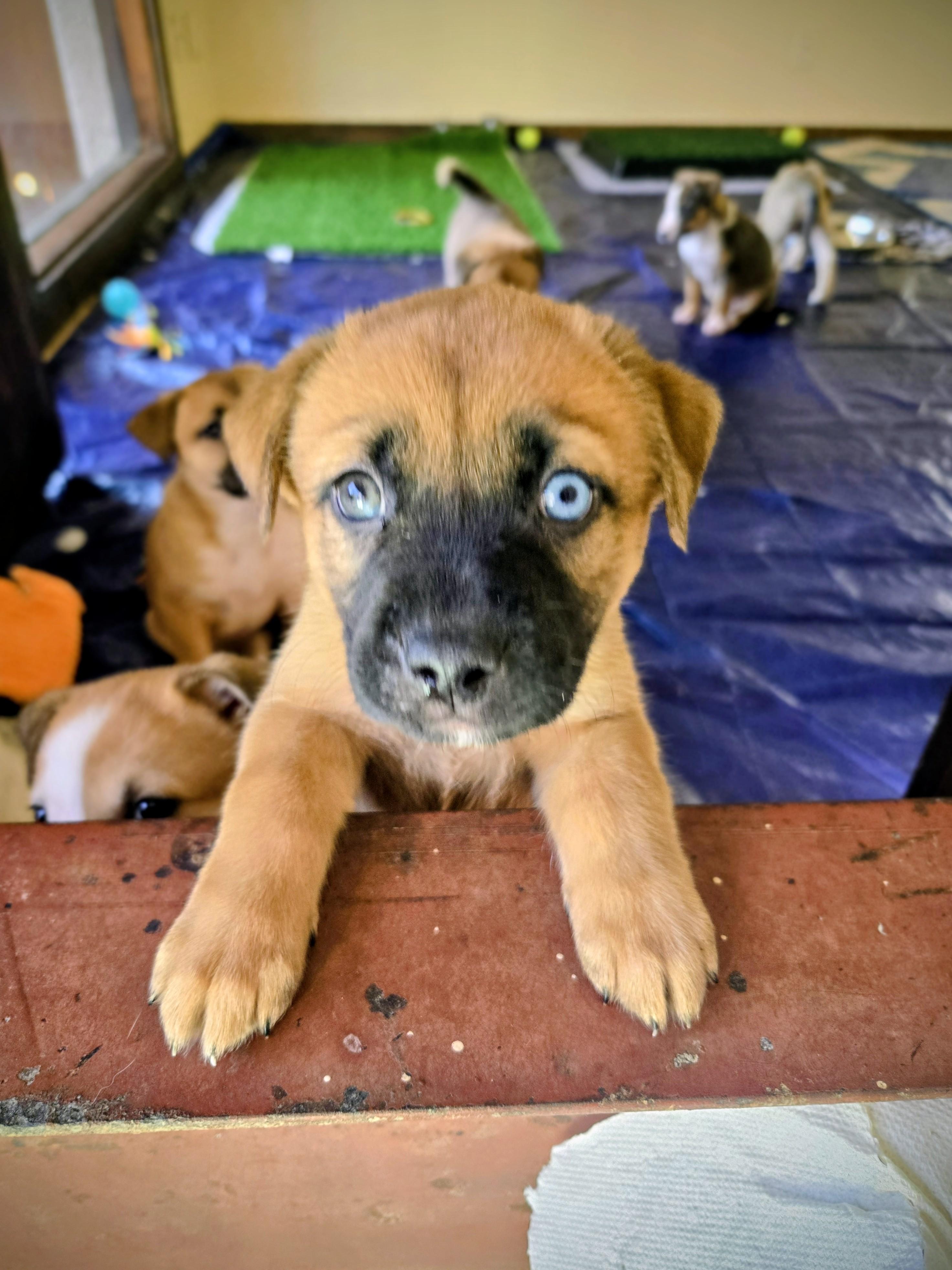 Enlarge Skyy aka Moustache, an adopted Mixed Breed in Carrollton, TX image 4/5