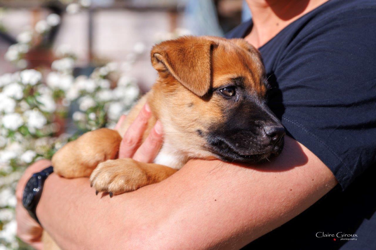 Enlarge Skyy aka Moustache, an adopted Mixed Breed in Carrollton, TX image 3/5