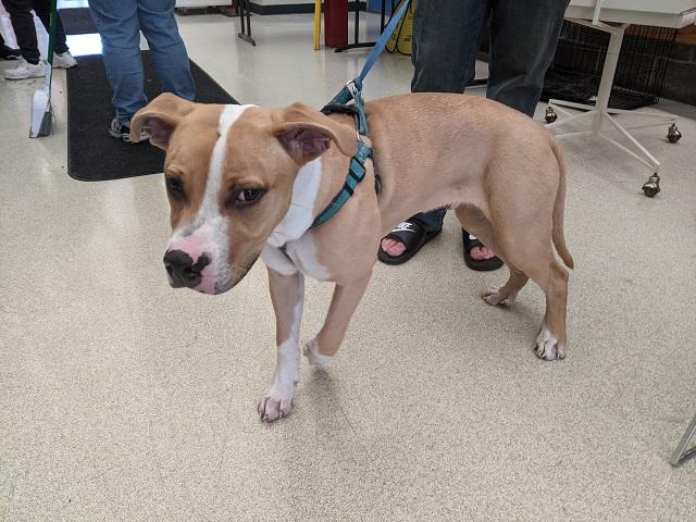 Enlarge HERCULES, a Adoptable mixed breed in Anchorage, AK image 1/1