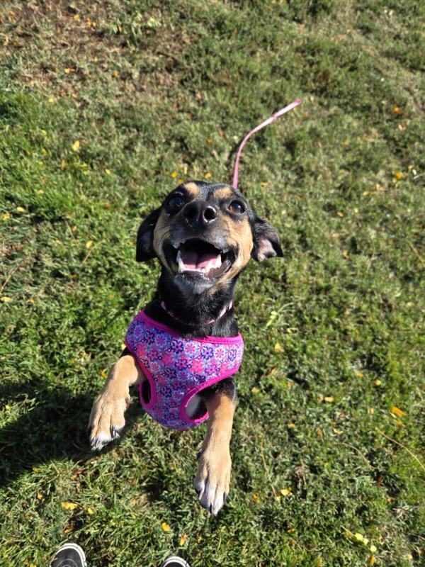 Enlarge Midnight, a Adoptable mixed breed in Kennewick, WA image 1/1