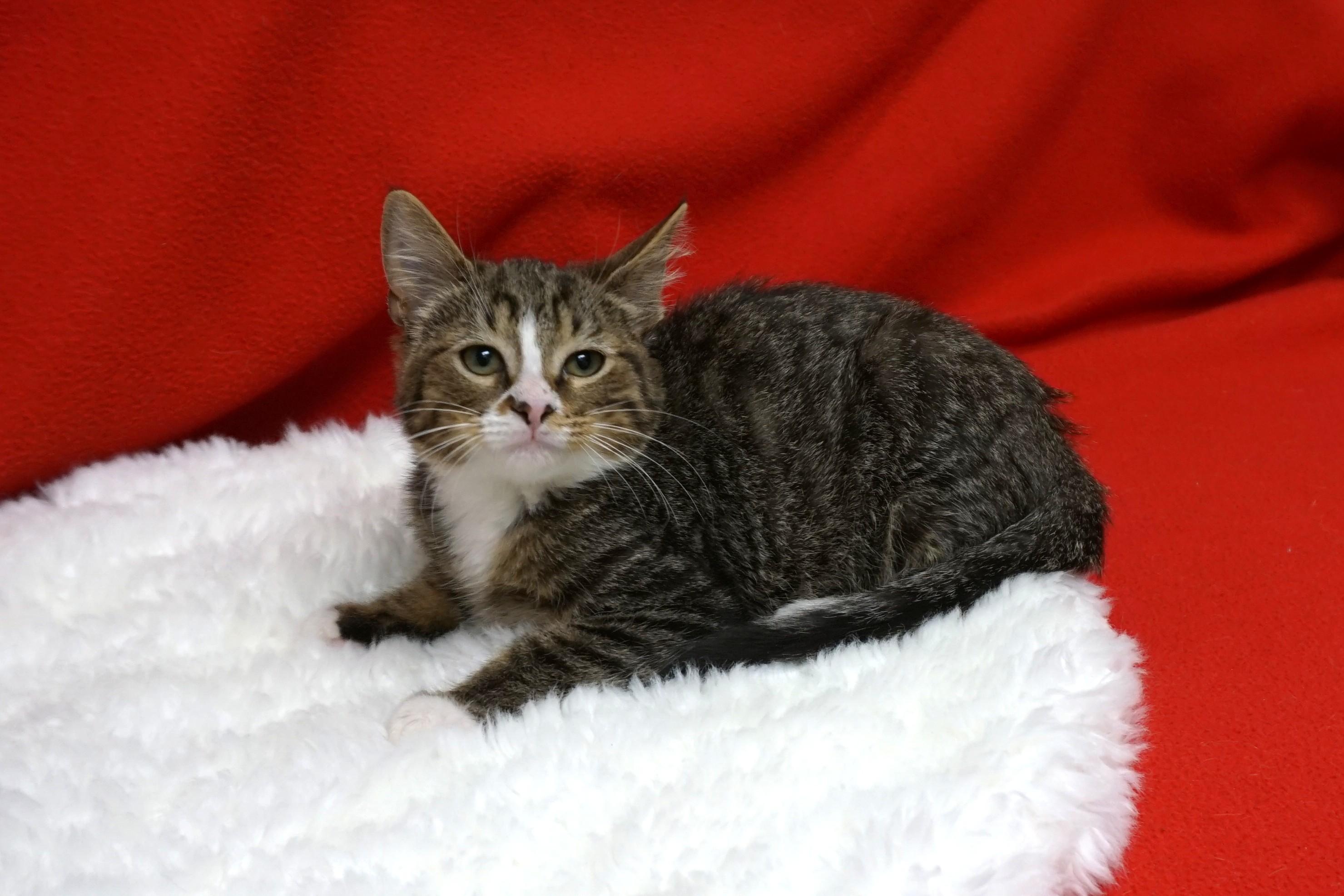 Fitzy, Adoptable, Kitten Male Domestic Short Hair.