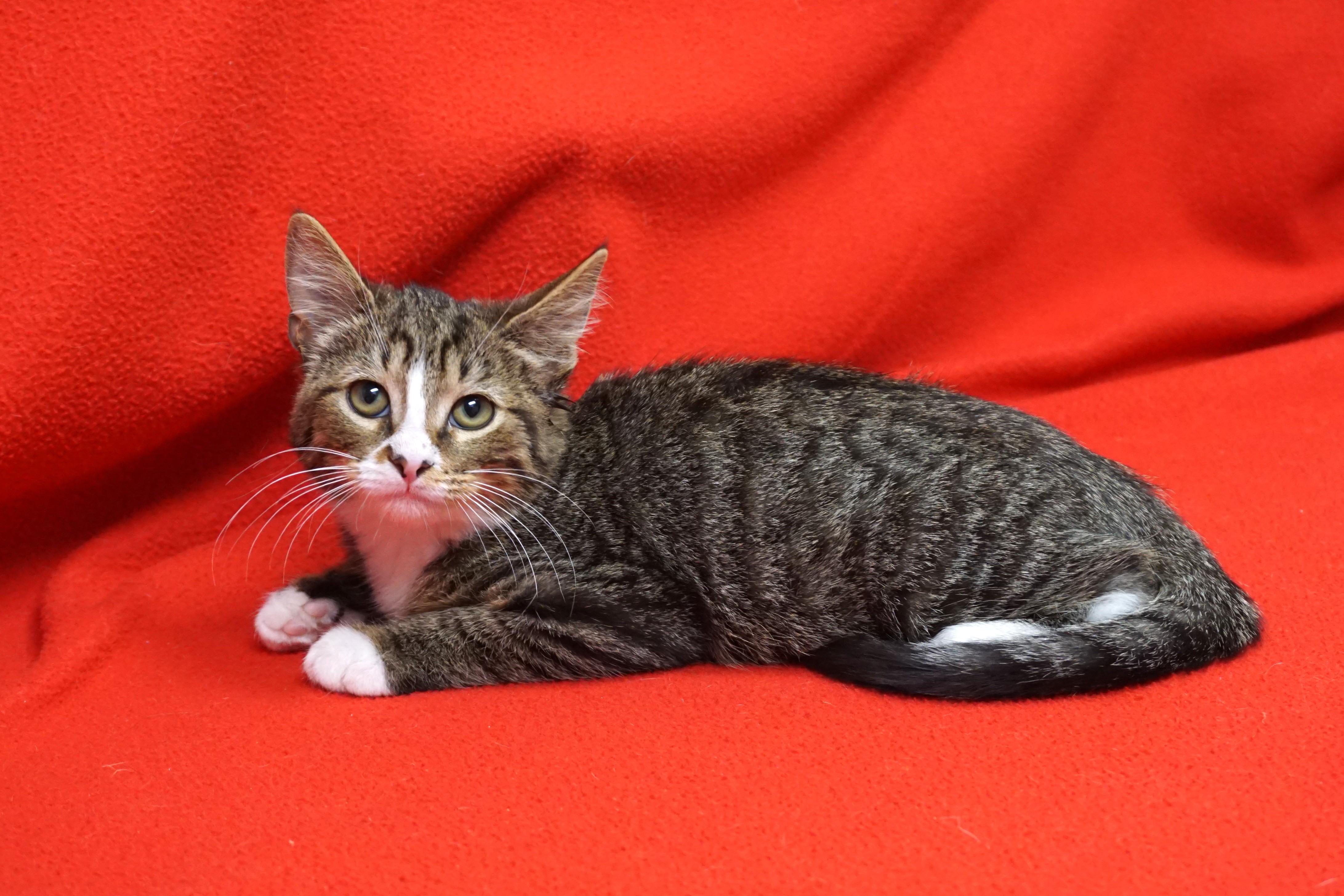 Fitzy, a Adoptable Domestic Short Hair in Fountain Hills, AZ image 2/3