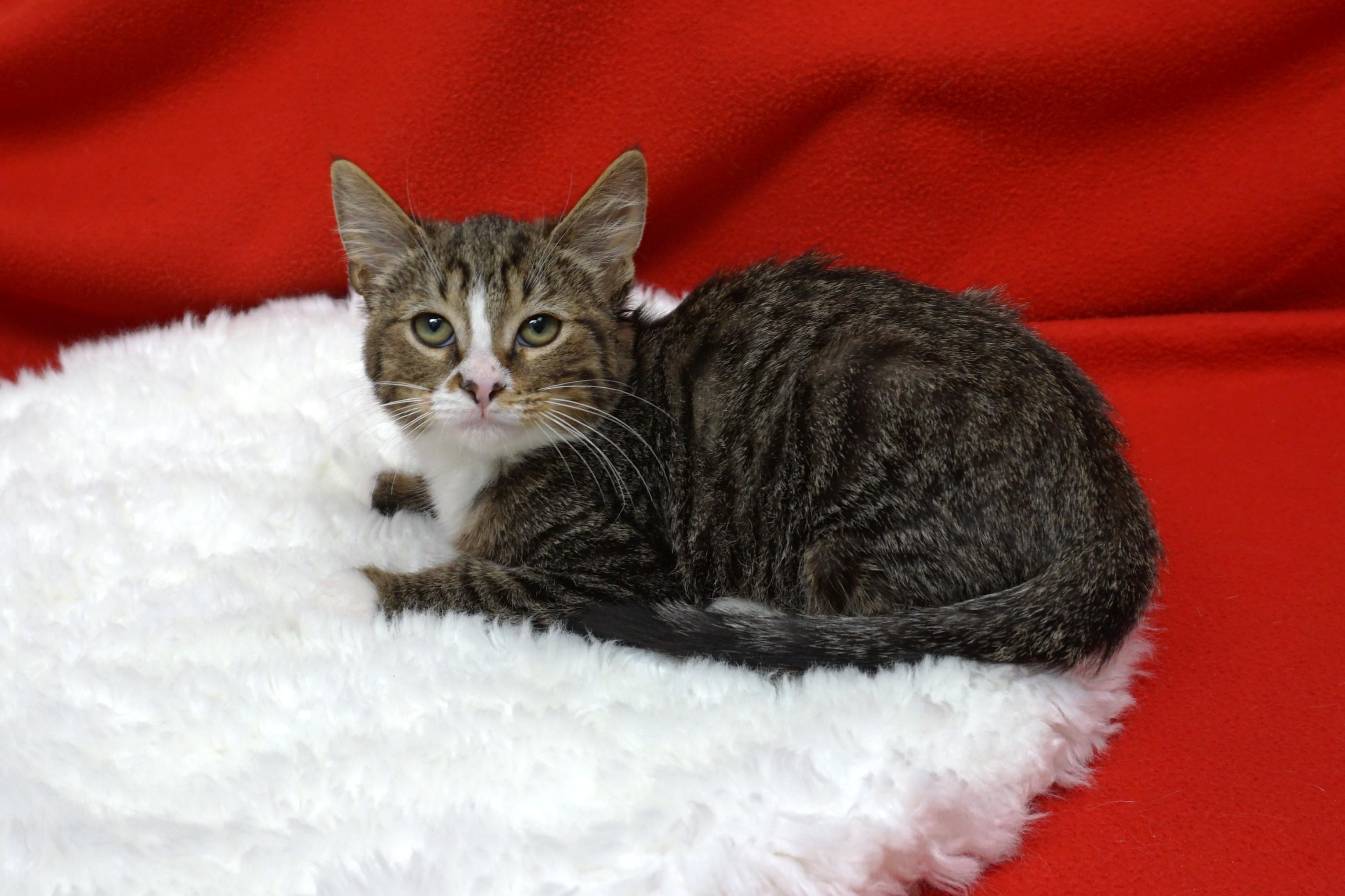 Fitzy, a Adoptable Domestic Short Hair in Fountain Hills, AZ image 3/3