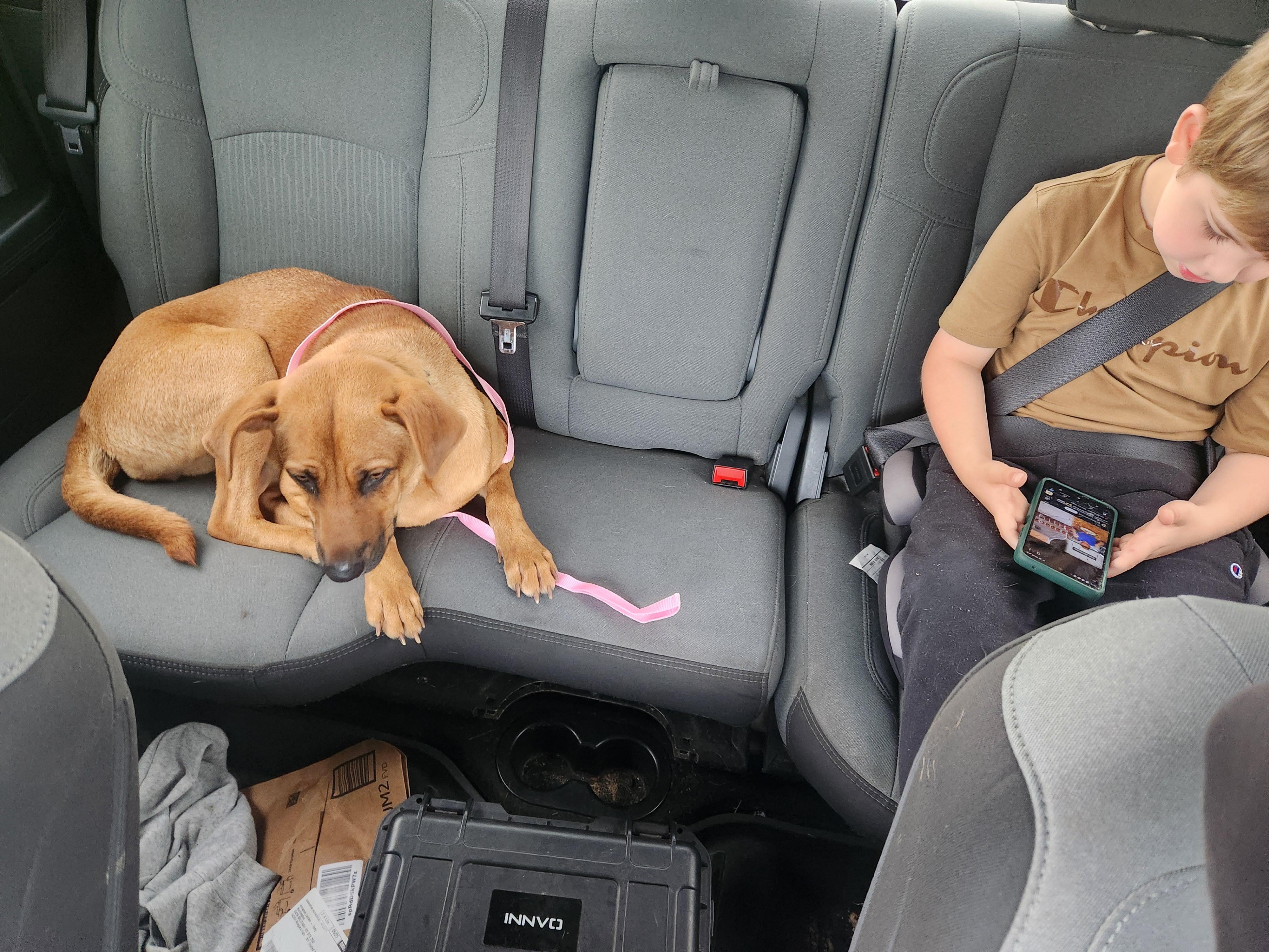 Anna, an adoptable Labrador Retriever, Shepherd in Brunswick, ME, 04011 | Photo Image 2