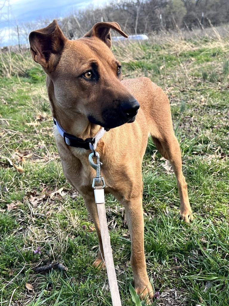 Anna, an adoptable Labrador Retriever, Shepherd in Brunswick, ME, 04011 | Photo Image 4