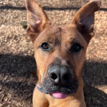 Mr. Bean (I have a Secret Crush!), Adoptable, Adult Male Shepherd.