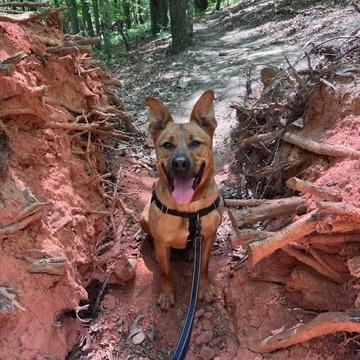 Enlarge Mr. Bean (I have a Secret Crush!), a Adoptable Shepherd in Decatur, GA image 2/6