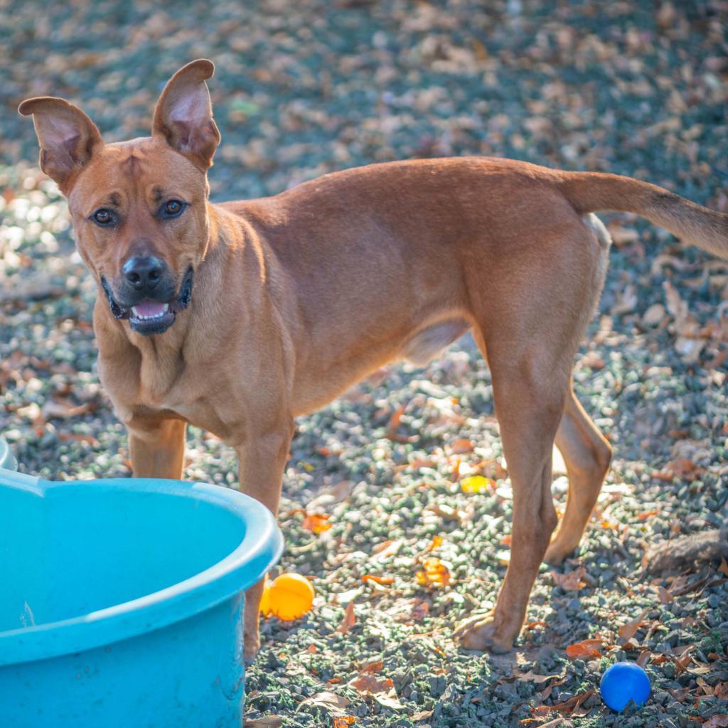 Mr. Bean (I have a Secret Crush!), Adoptable, Adult Male Shepherd.