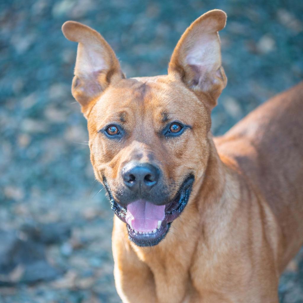 Enlarge Mr. Bean (I have a Secret Crush!), a Adoptable Shepherd in Decatur, GA image 2/4