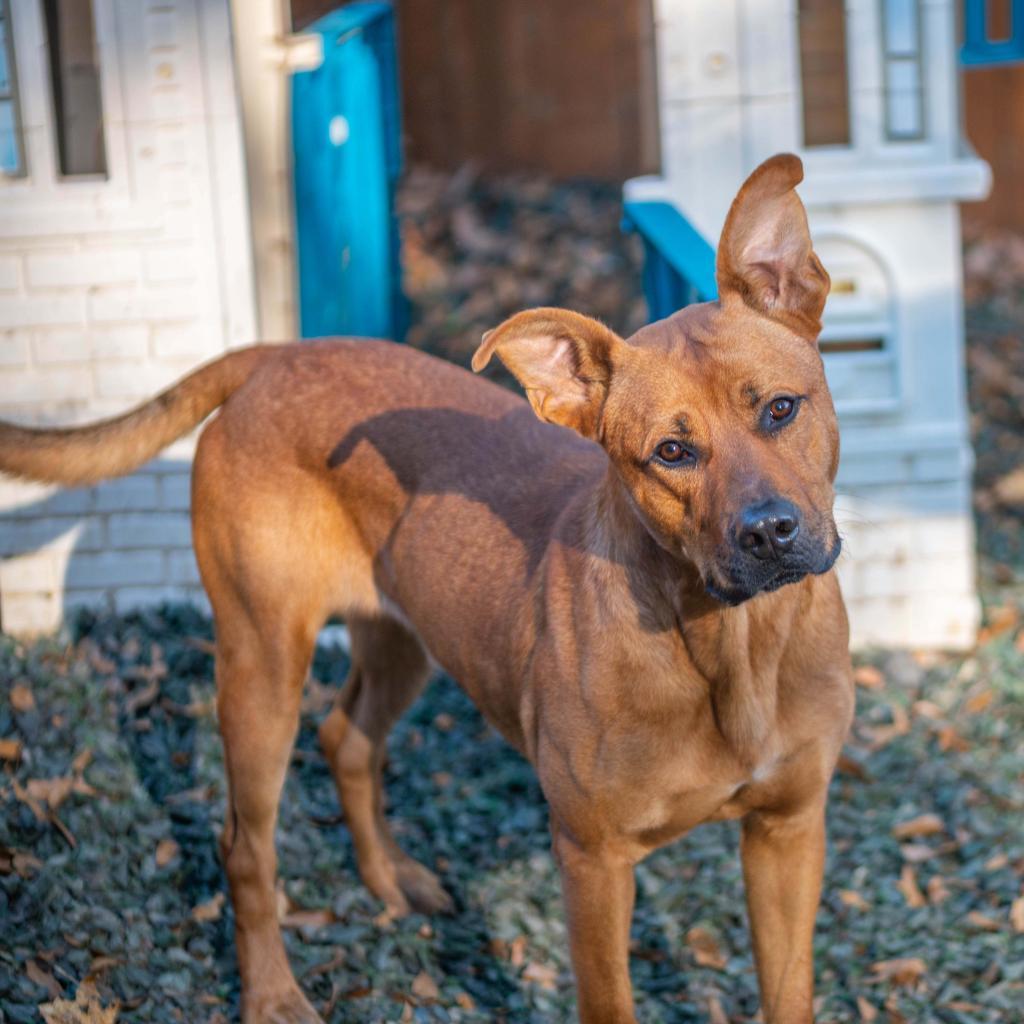 Enlarge Mr. Bean (I have a Secret Crush!), a Adoptable Shepherd in Decatur, GA image 4/4