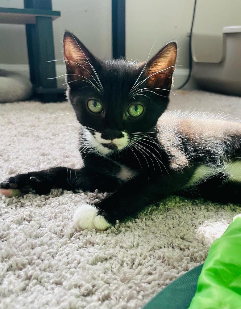 Martha, Adoptable, Kitten Female Domestic Short Hair.