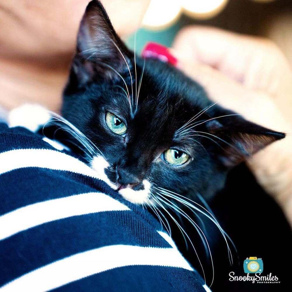 Martha, a Adoptable mixed breed in Salisbury, NC image 3/5